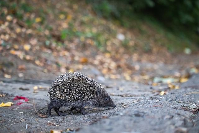 批速度快 批速度快